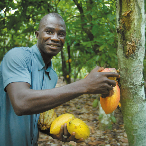 Cacaoteler in Ebolowa