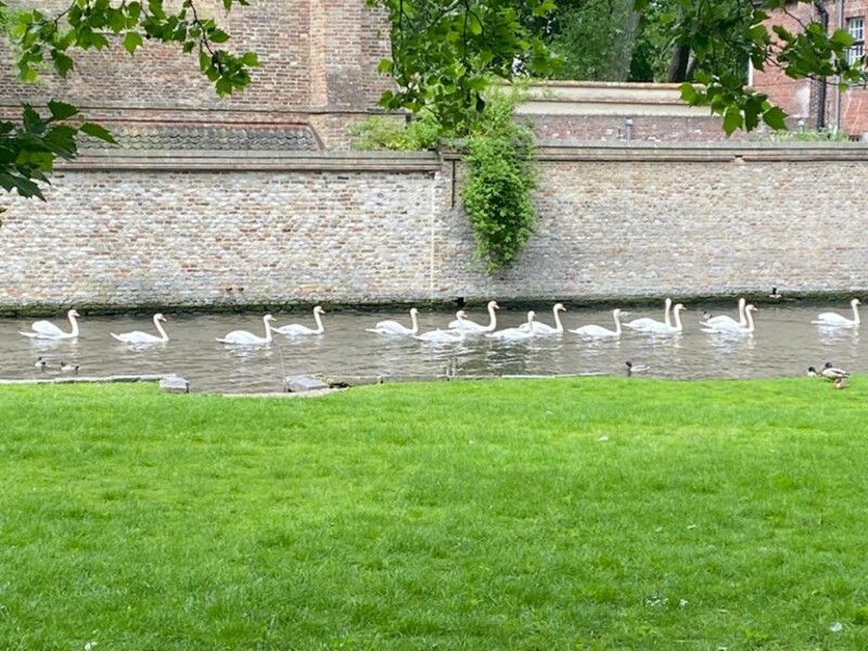 Brugse zwanen weer vrij na bijna vijf maanden ophokplicht