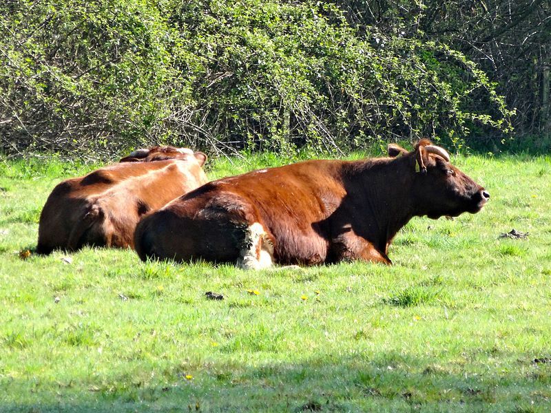 Nieuwe subsidie beloont duurzame, diervriendelijke landbouw