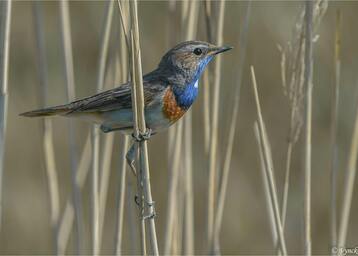 Op zoek naar de Blauwborst